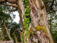 Isle of Skye, Armadale Castle, Gardens & Museum